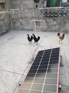 six hen healthy and active