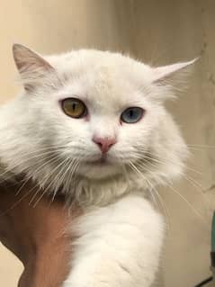 PAIR CAT FOR SALE