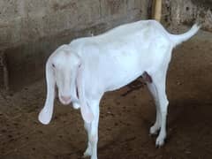 goat for sell