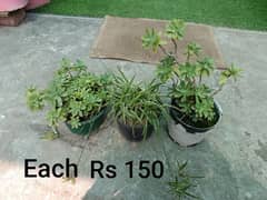 Sadabahar Plants