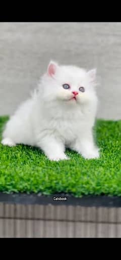 blue eyes white Persian kitten|Triple koted 03234414509 WhatsApp