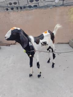 Bakra