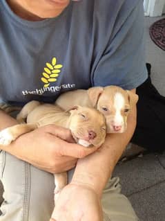 American pit bull / Pitbull / American bull