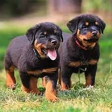Rottweiler Puppies / Rottweiler Female / Rottweiler Male Puppy