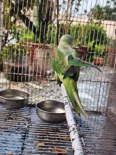 Raw talking parrot 