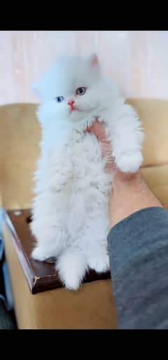 blue eyes white Persian kitten|Triple koted 03234414509 WhatsApp