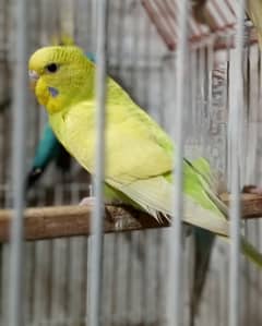budgie Female
