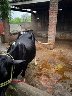 Australian jarsi cow for sale