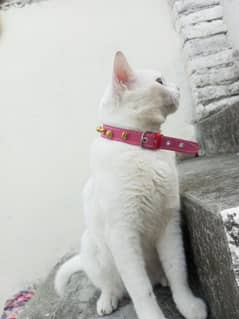 Persian Double Coat Male Cat For Sale