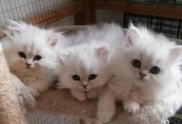Persian kitten | Triple long coated | punch Face| Blue Eyes kittenski