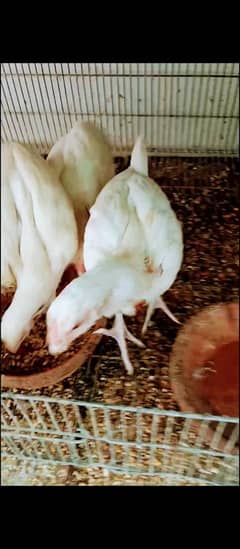 bharaman kandhari heera incubator