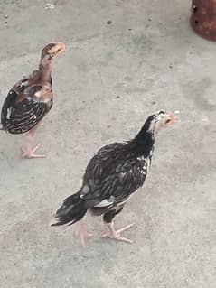 Aseel Chicks