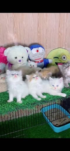 blue eyes white Persian kitten|Triple koted 03234414509 WhatsApp