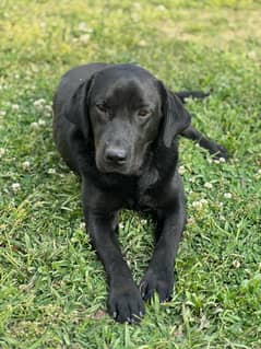 Labrador Male Age 15 Months