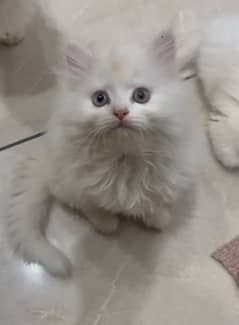 Persian cat
