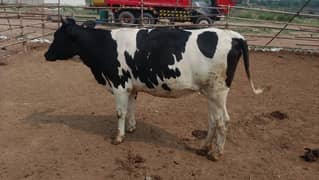 Heifer frezion