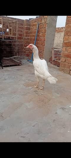 top quality white Heera Aseel female