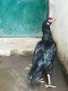Heera Aur mushki Madi, 4 Pure Aseel Madiya for sales,