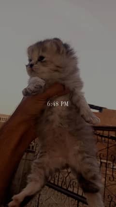Adorable Persian kittens for sale