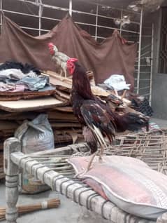 Fatai bread for sale