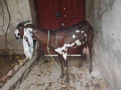pure beetal pure ambarsari and pure cheeni bacon wali