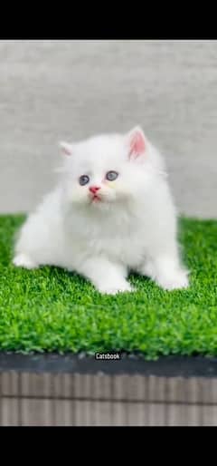 blue eyes white Persian kitten|Triple koted 03234414509 WhatsApp