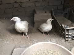 white tetar pair  for sale