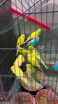 budgies
