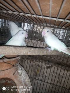 lovebirds