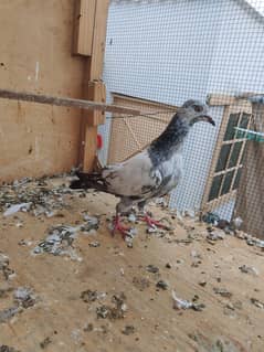 Qabli or Patti waly per piece 1000