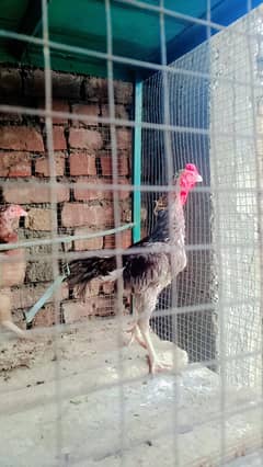 golden Misri hen chick austrolarp lohman brown