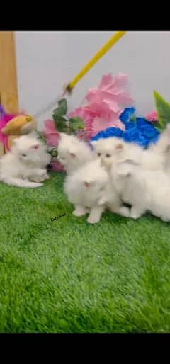 blue eyes white Persian kitten|Triple koted 03234414509 WhatsApp