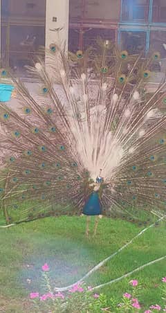 Beautiful Peacock  finding new shelte