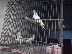 Total 3 parrots 2 breeding parrots with one female kid parrot.