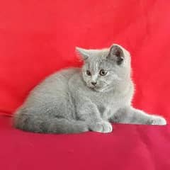 BSH male kitten available