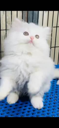 blue eyes white Persian kitten|Triple koted 03234414509 WhatsApp