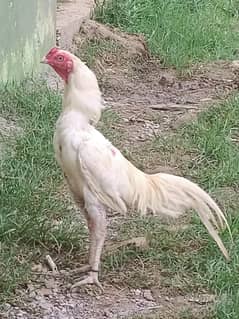 I buy hen