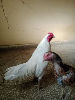 1 Heera murga or 5 murgi 4 check