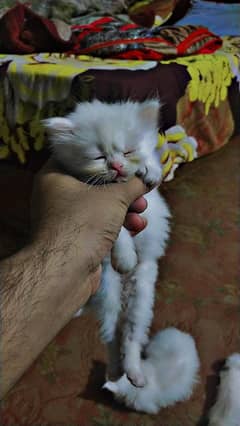 Persian Fur ball