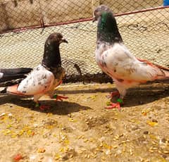 HIGH FLYER PIGEON FOR SALE KABUTAR KABOOTAR