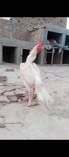 paper white Heera aseel murga for sale