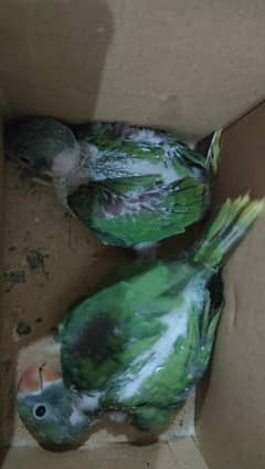 RAW Chicks Pair
