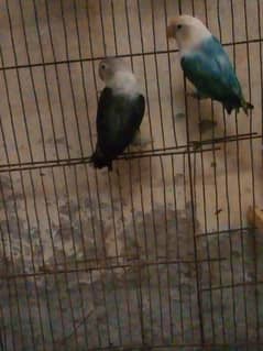 love bird
