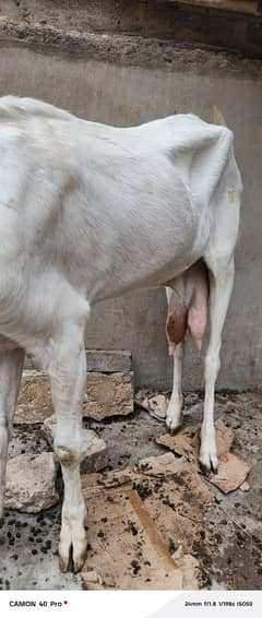 gulabi
