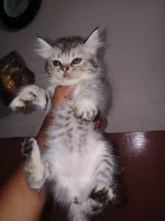 Mash Allah Cute Cats