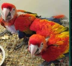 red macaw parrot cheeks for sale 0308=7951=835