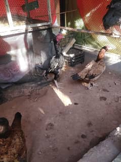4 Aseel TOP Quality Chicks for sale