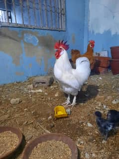 white buff (Aseel,goldenbuff,parrotbeak,)