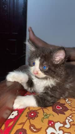 Beautiful black and white Persian Male Cat  Friendly and well Groomed