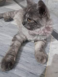 2 kittens are selling